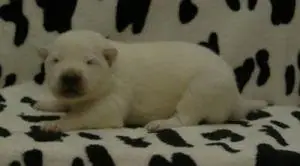 PUPJE ROOD PUPJE ROOD