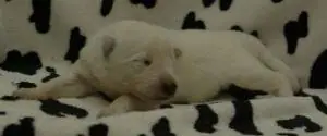 PUPJE TEEF ZONDER PUPJE TEEF ZONDER