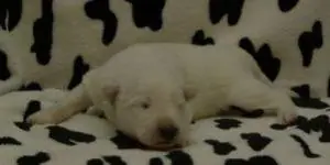 PUPJE WIT STIP PUPJE WIT STIP