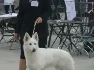 Dogshow Goes 15 mei 2011 Enjoy