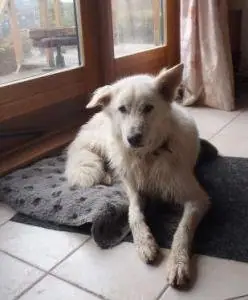 Zwitserse witte herder Misthy's Friend Chess