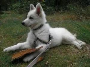 Misthy's Friends Floyd - foto 4