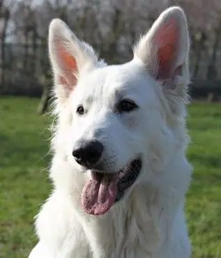 Zwitserse witte herder pup Misthy's Friends Fame Mickey Zwitserse witte herder pup Misthy's Friends Fame Mickey