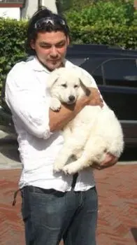 Zwitserse witte herder pup Misthy's Friends Budha Zwitserse witte herder pup Misthy's Friends Budha