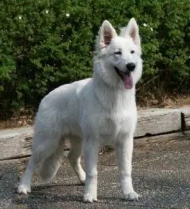"Genesis" Kaya
