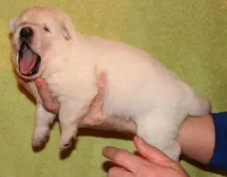9 januari 2013 i nest pup a