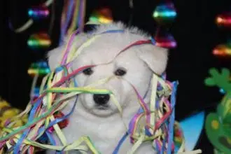 I nest Carnaval 2013