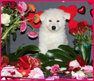 Valentine foto's i nest