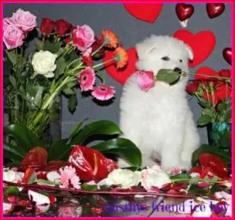 i nest Valentine foto's