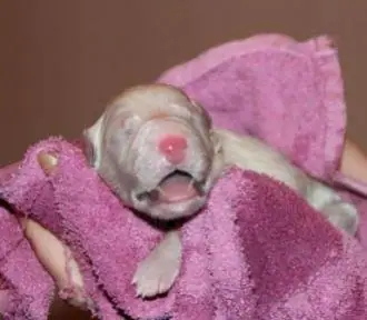 Pup 10