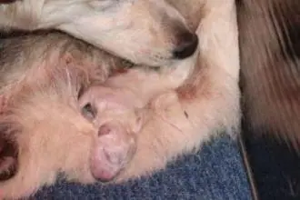 Pup 4