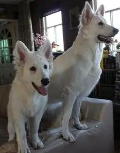 Misthy's Friends Glory - Ginny - foto 3
