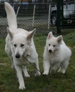 Misthy's Friends Glory - Ginny - foto 4
