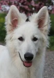 Misthy's Friends Glory - Ginny - foto 5
