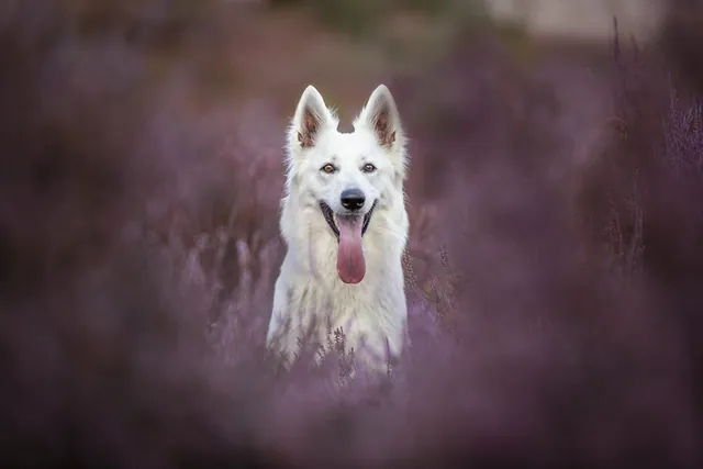 Zoë Zoë