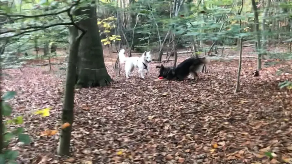 Voorbeeldbeeld: Video: Misthy's Friends Raeyei