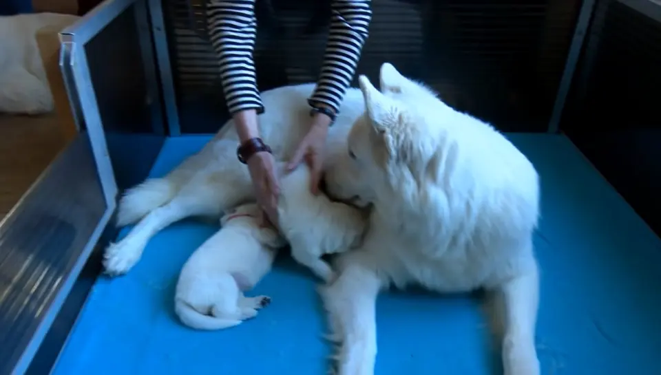 Voorbeeldbeeld: Video M-nest November 2015