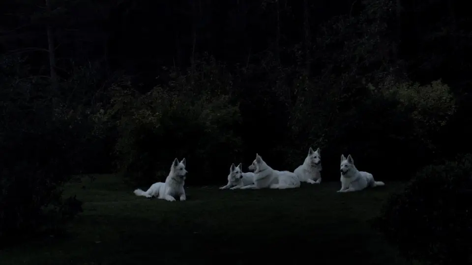 Voorbeeldbeeld: Op deze Reclame video van "Landrover" ziet U onze 5 Zwitserse witte herders Heaven, Enjoy, Lotus Lola, Jaro en Isa. Thea heeft de honden hiervoor getraind en is voor de opnames naar Barcelona geweest.
