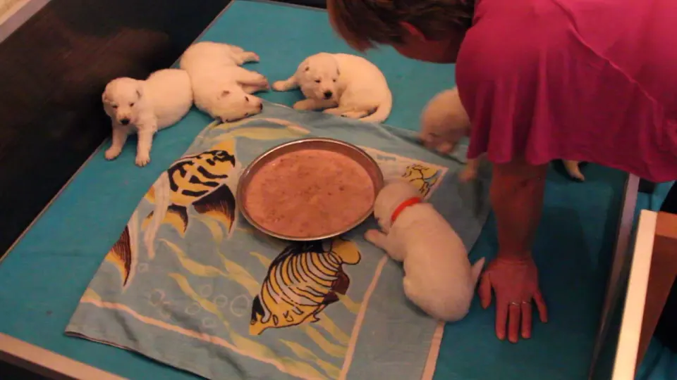 Voorbeeldbeeld: Video: Foto's 30 november 2015 - M nest - Eerste Hapje