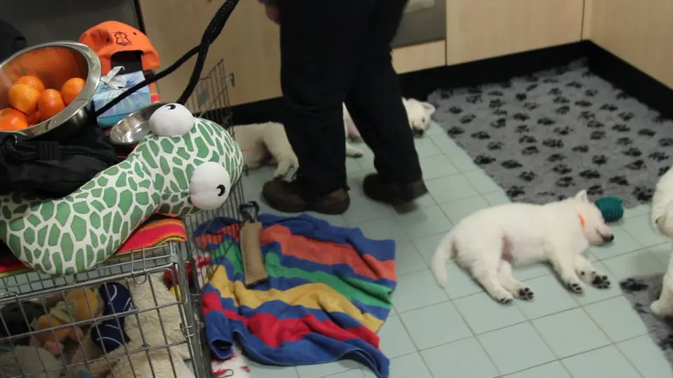 Voorbeeldbeeld: Video: Dierenarts bezoek 23 december 2015