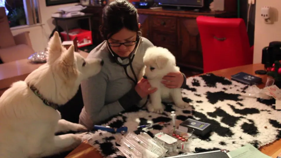 Voorbeeldbeeld: Video: Dierenarts bezoek 23 december 2015