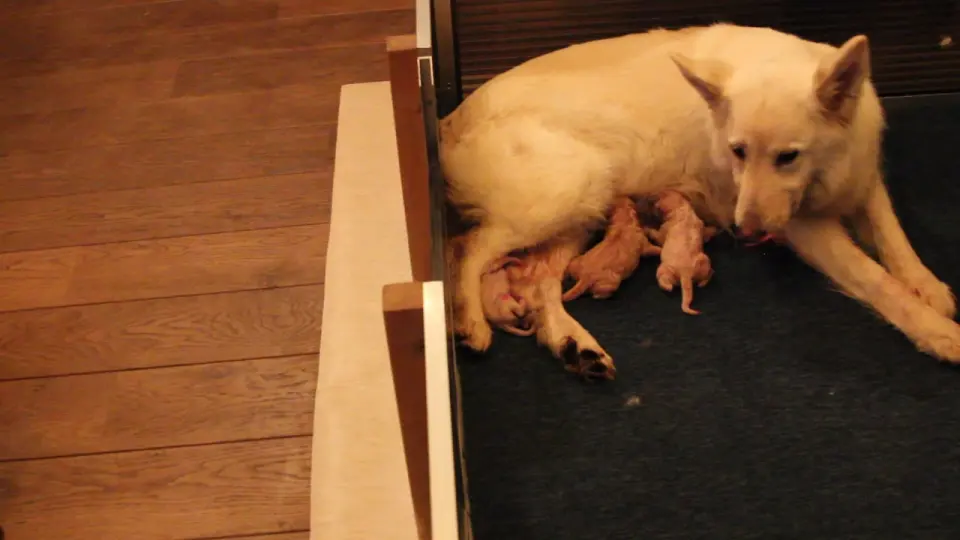 Voorbeeldbeeld: Om 22:22 is pup 3 geboren een reu van 400 gram