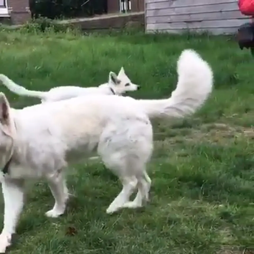 Voorbeeldbeeld: Video: Misthy's Friends Queen Minka