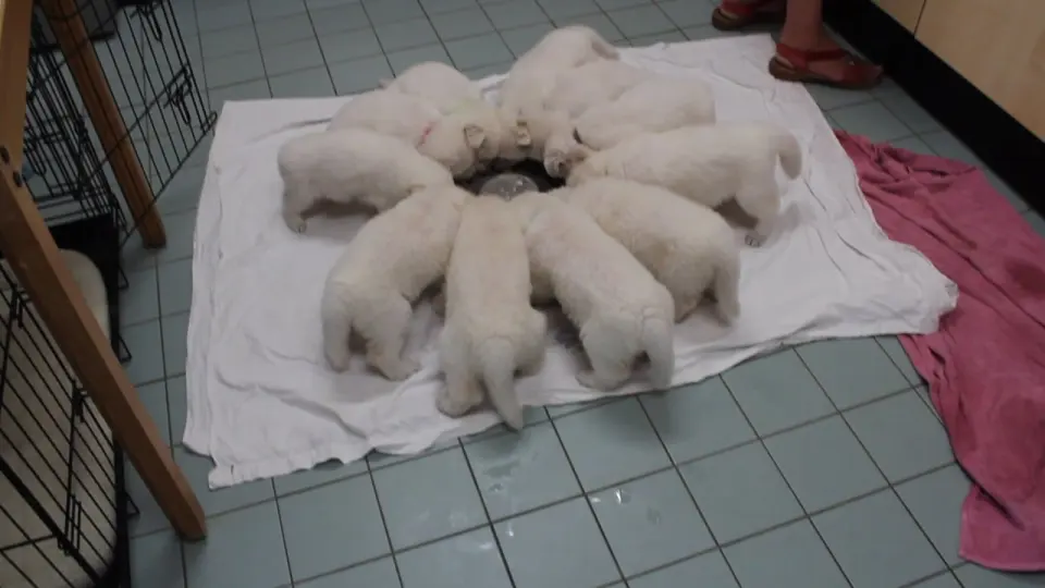 Voorbeeldbeeld: Video: Zwitserse witte herder kennel Misthy's Friends - Over ons
