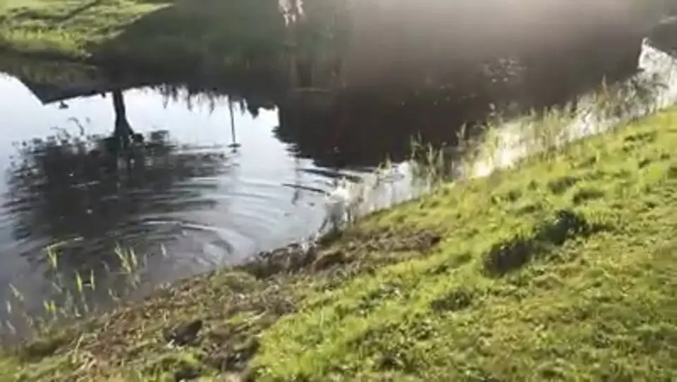 Voorbeeldbeeld: Video: Misthy's Friends Roxy Pippa