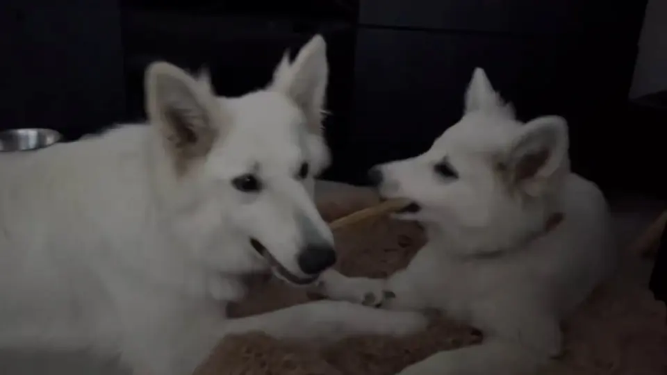 Voorbeeldbeeld: Video: Misthy's Friends Roxy Pippa