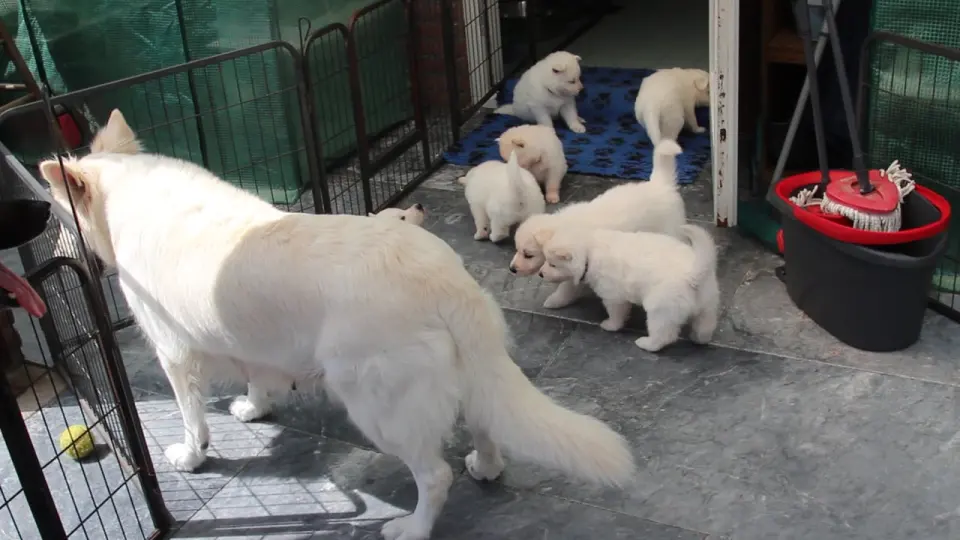 Voorbeeldbeeld: 20 mei puppy's voor eerste keer naar buiten