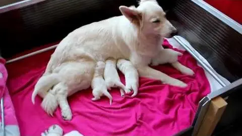 Voorbeeldbeeld: Video: Video Dag 7