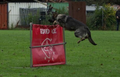 IGP II Examen Echo springen 1