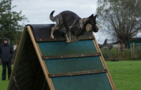 IGP II Examen Echo Schutting