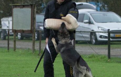 IGP II Examen Echo pakwerk