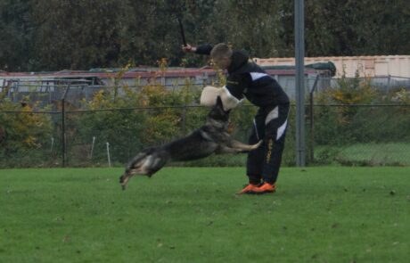 IGP II Examen Echo Pakwerk