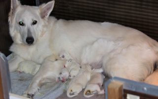 Lola T nest 6 maart 2022