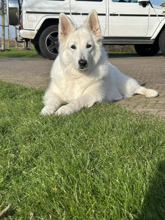 Fame 15 mei 2026