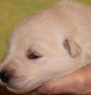 9 januari 2013 i nest pup g