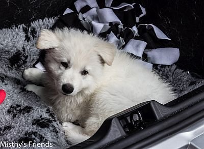 Misthy's Friend Kohei Yuki (K-nest) als pup
