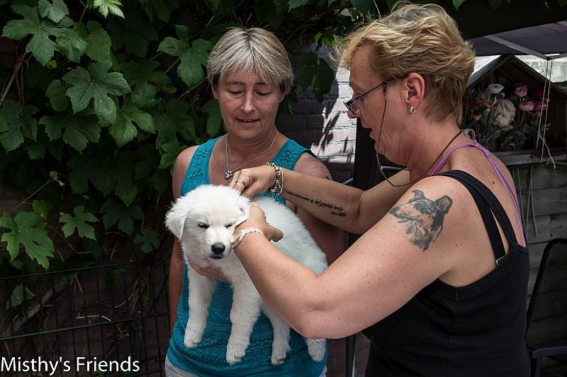 1 juli 2015 Zwitserse witte herder L nest Dierenarts bezoek pup Logan