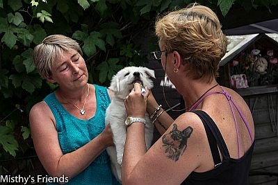 1 juli 2015 Zwitserse witte herder L nest Dierenarts bezoek pup Teef Roze lady Belle