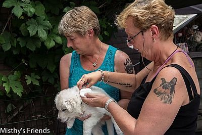 1 juli 2015 Zwitserse witte herder L nest Dierenarts bezoek pup Teef Blauw "Lady Kita"Lady Kita