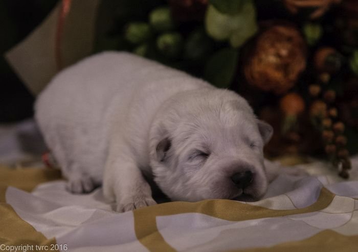 Zwitserse witte herder pup op 12 oktober 2016 Reu Rood