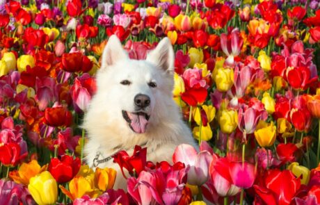 Solar bij the Tulip Barn