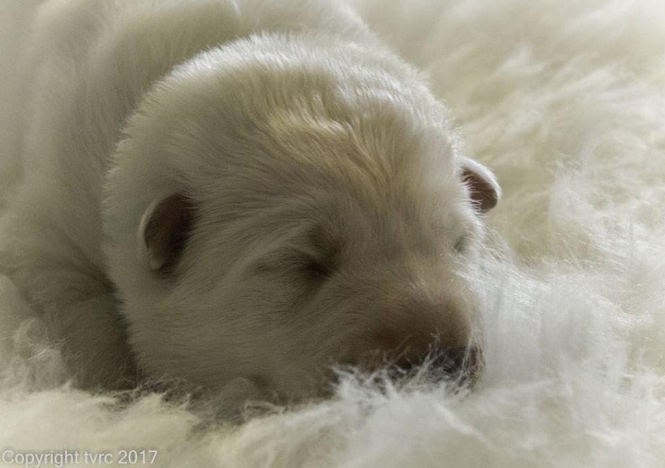 Foto's gemaakt op 8 april 2017 pup Reu Groen