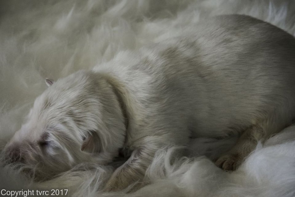Foto's gemaakt op 8 april 2017 pup reu wit