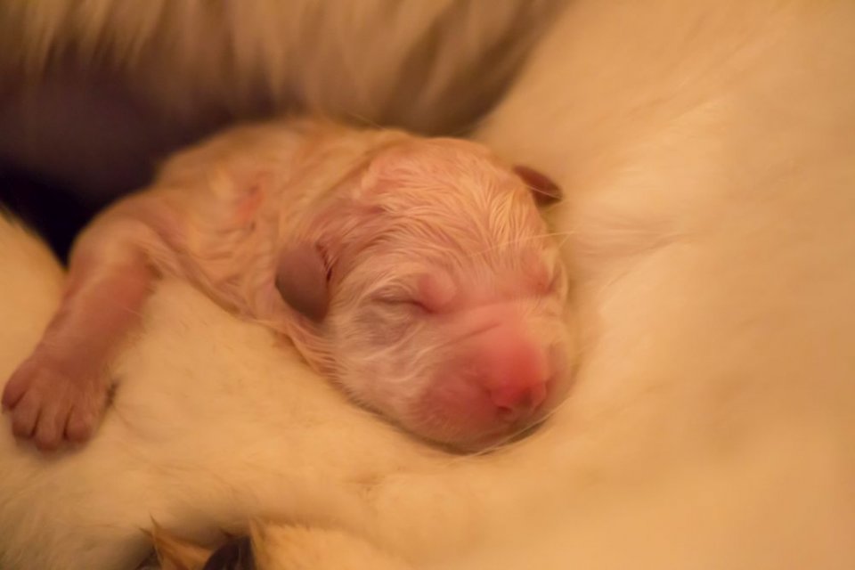 Zwitserse witte herder Misthy's Friend O nest Pupje eerst geboren