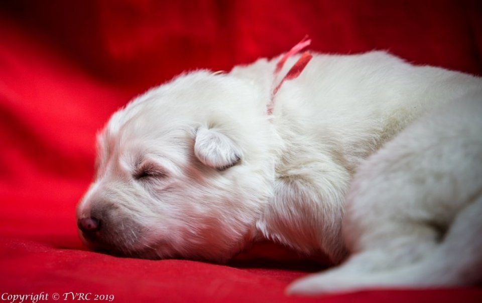 Zwitserse witte herder pup op 9 februari 2019 Misthy's Friends Rood