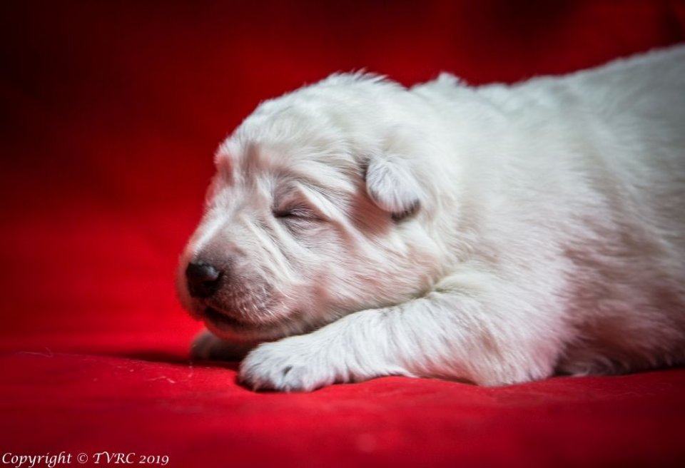 Zwitserse witte herder pup op 9 februari 2019 Misthy's Friends Zilver